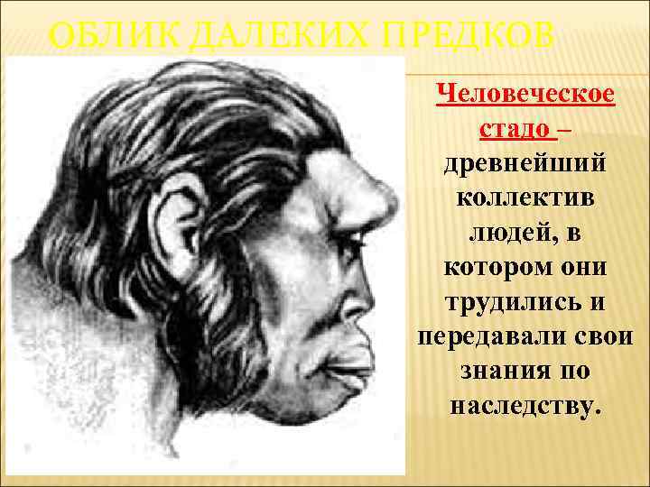 ОБЛИК ДАЛЕКИХ ПРЕДКОВ Человеческое стадо – древнейший коллектив людей, в котором они трудились и
