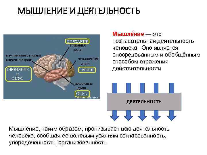 МЫШЛЕНИЕ И ДЕЯТЕЛЬНОСТЬ Мышле ние — это познавательная деятельность человека. Оно является опосредованным и