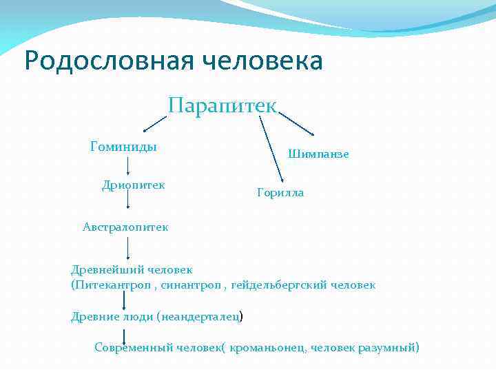 Родословная человека Парапитек Гоминиды Дриопитек Шимпанзе Горилла Австралопитек Древнейший человек (Питекантроп , синантроп ,