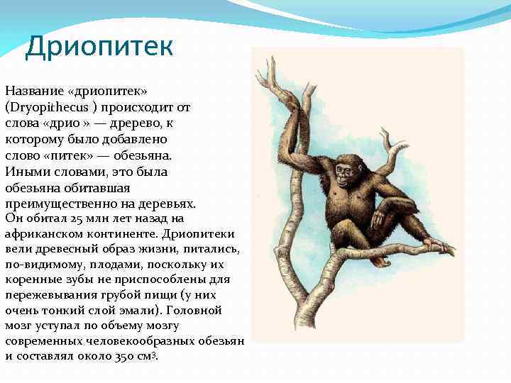 Дриопитек Название «дриопитек» (Dryopithecus ) происходит от слова «дрио » — дререво, к которому