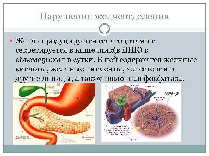 Нарушения желчеотделения Желчь продуцируется гепатоцитами и секретируется в кишечник(в ДПК) в объеме 500 мл