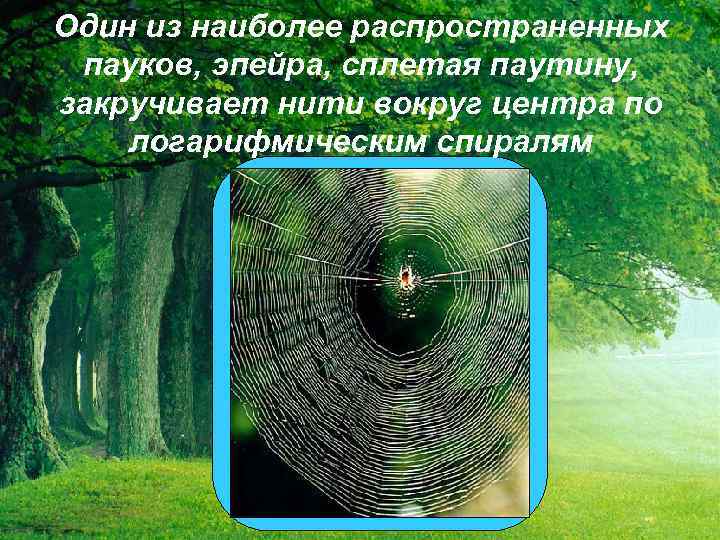 Один из наиболее распространенных пауков, эпейра, сплетая паутину, закручивает нити вокруг центра по логарифмическим