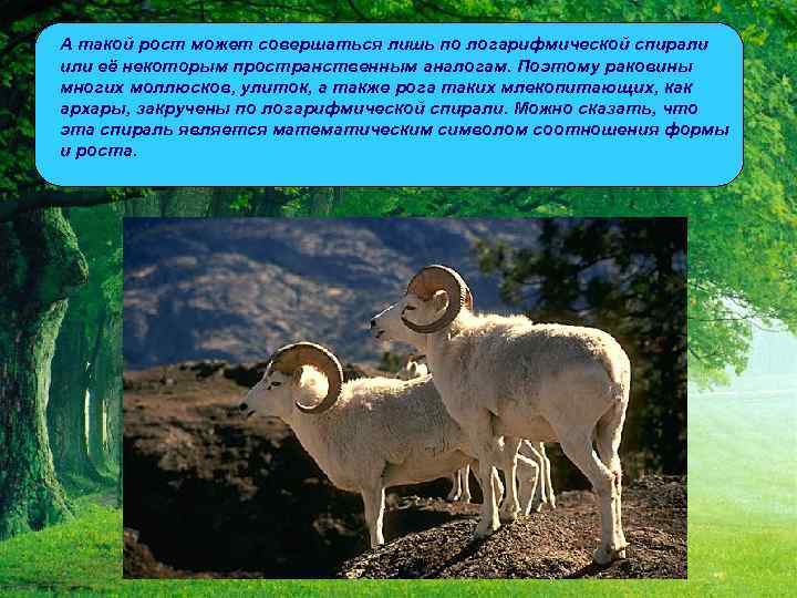  • А такой рост может совершаться лишь по логарифмической спирали или её некоторым
