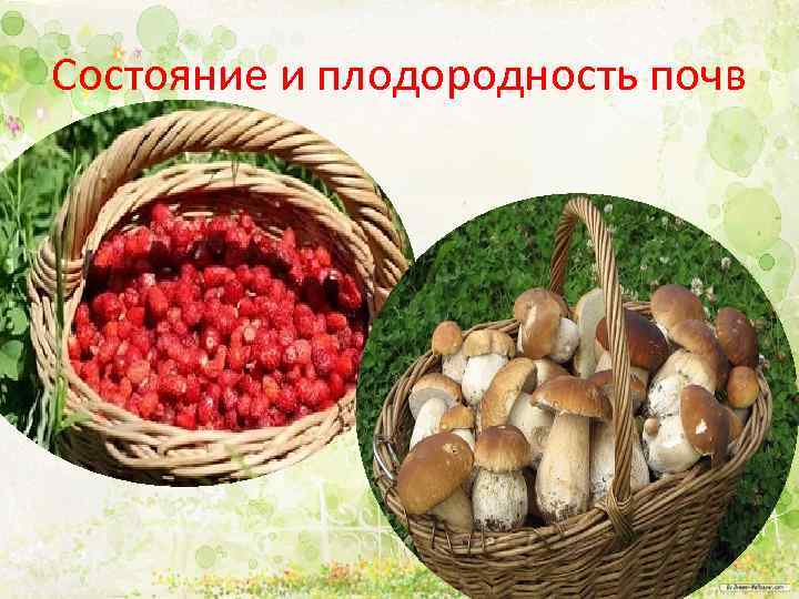 Состояние и плодородность почв 