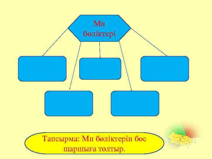 Ми бөліктері Тапсырма: Ми бөліктерін бос шаршыға толтыр. 