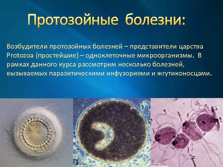 Протозойные болезни: Возбудители протозойных болезней – представители царства Protozoa (простейшие) – одноклеточные микроорганизмы. В