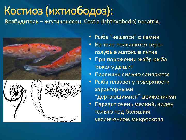 Костиоз (ихтиободоз): Возбудитель – жгутиконосец Costia (Ichthyobodo) necatrix. • Рыба “чешется” о камни •