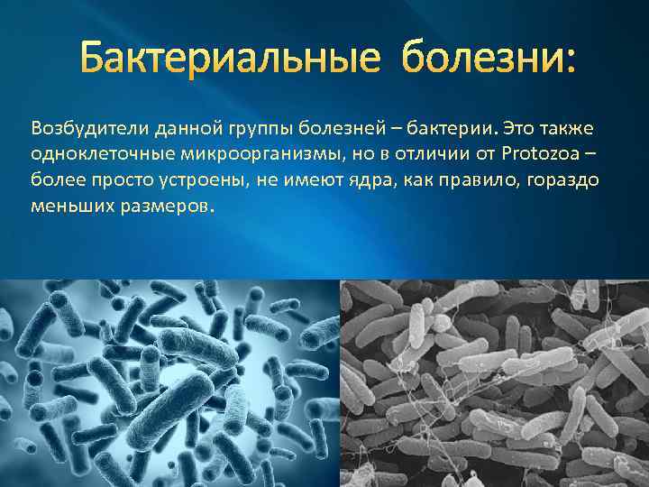 Бактериальные болезни: Возбудители данной группы болезней – бактерии. Это также одноклеточные микроорганизмы, но в