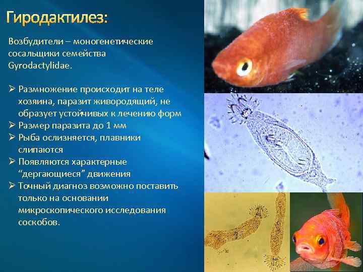 Гиродактилез: Возбудители – моногенетические сосальщики семейства Gyrodactylidae. Ø Размножение происходит на теле хозяина, паразит