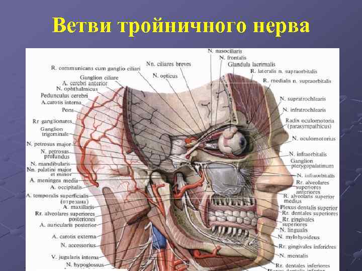 Ветви тройничного нерва 