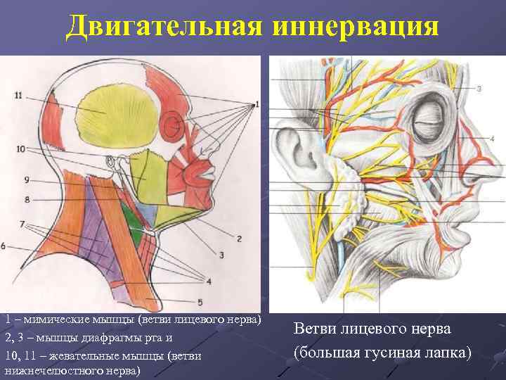 Ветви лицевого нерва схема