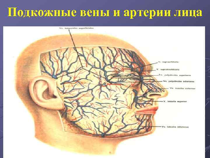 Артерии и вены на лице фото