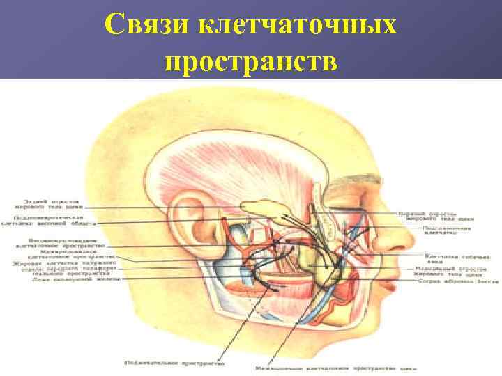 Топографическая анатомия головы презентация