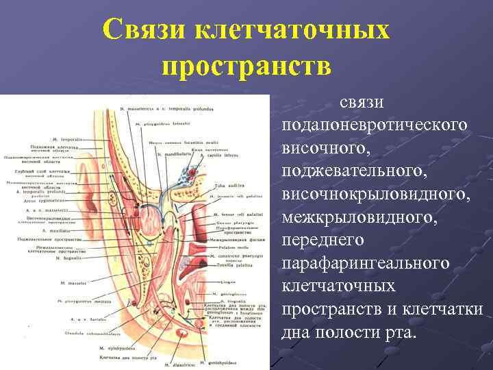 Презентация по топографической анатомии