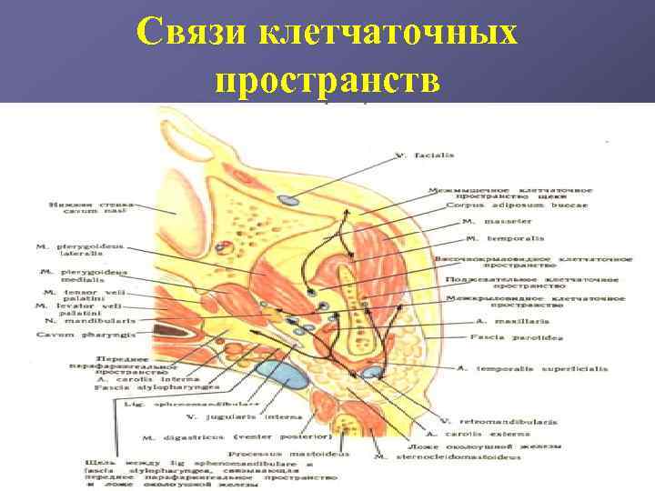 Клетчаточные пространства лица схема