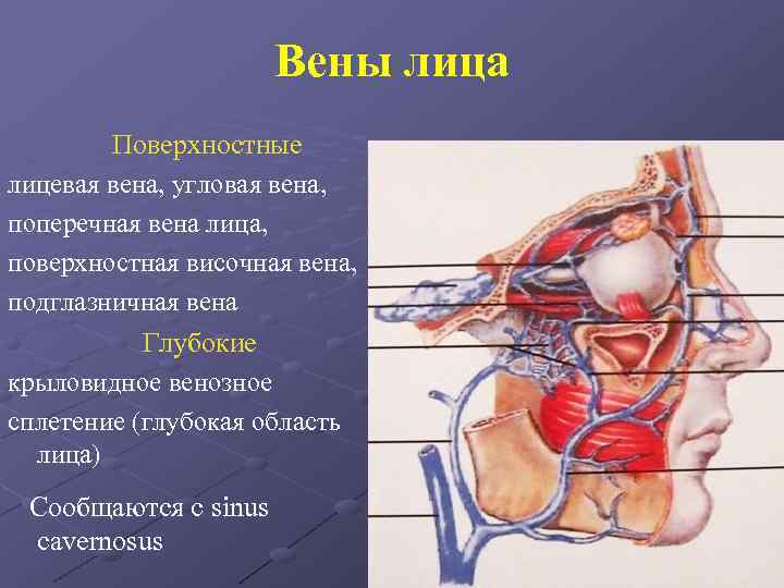Вены лица Поверхностные лицевая вена, угловая вена, поперечная вена лица, поверхностная височная вена, подглазничная