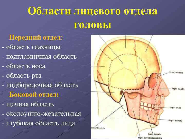 Схема служащая для ориентировки в черепно мозговой топографии