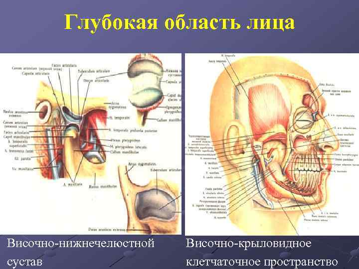 Анатомия челюстно лицевой области презентация