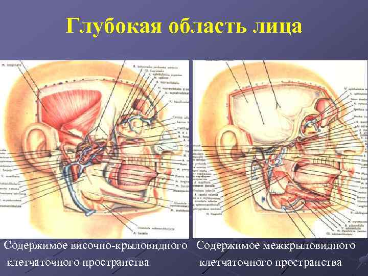 Топографическая анатомия головы презентация