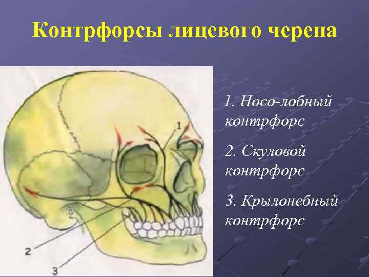 Анатомия челюстно лицевой области стоматология презентация