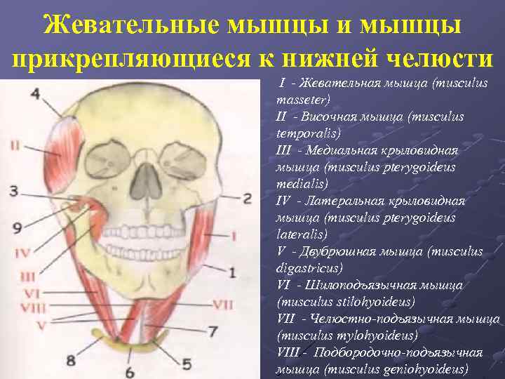 Топографическая анатомия головы презентация