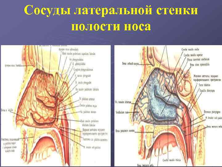 Сосуды латеральной стенки полости носа 