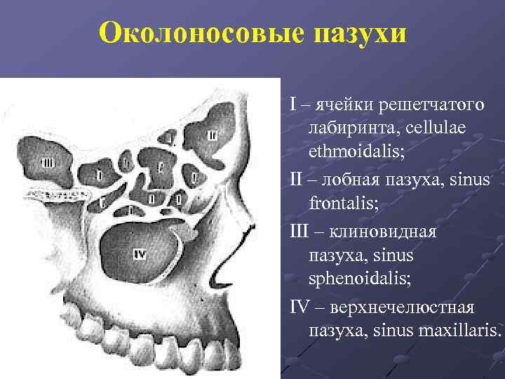 Околоносовые пазухи картинка