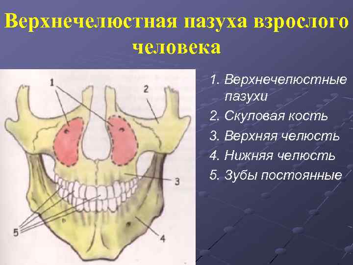 Правая верхнечелюстная пазуха где находится картинка