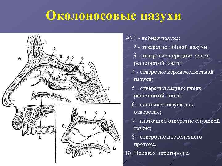 Анатомия верхнечелюстной пазухи презентация