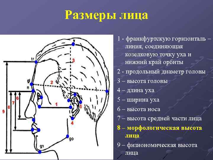 Голова 4 уха. Франкфуртская горизонталь на лицу. Лицевой отдел головы топографическая анатомия. Франкфуртская горизонталь на черепе. Линии на лице топографическая анатомия.