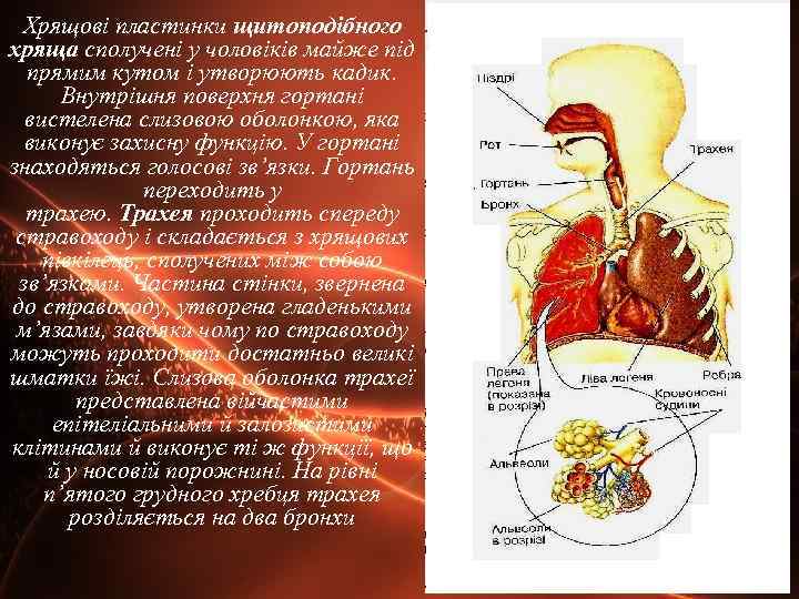 Хрящові пластинки щитоподібного хряща сполучені у чоловіків майже під прямим кутом і утворюють кадик.