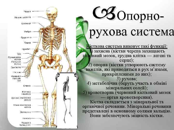  Опорно- рухова система Кісткова система виконує такі функції: 1) захисна (кістки черепа захищають