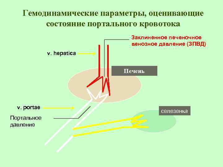 Гемодинамические параметры, оценивающие состояние портального кровотока Заклиненное печеночное венозное давление (ЗПВД) v. hepatica Печень