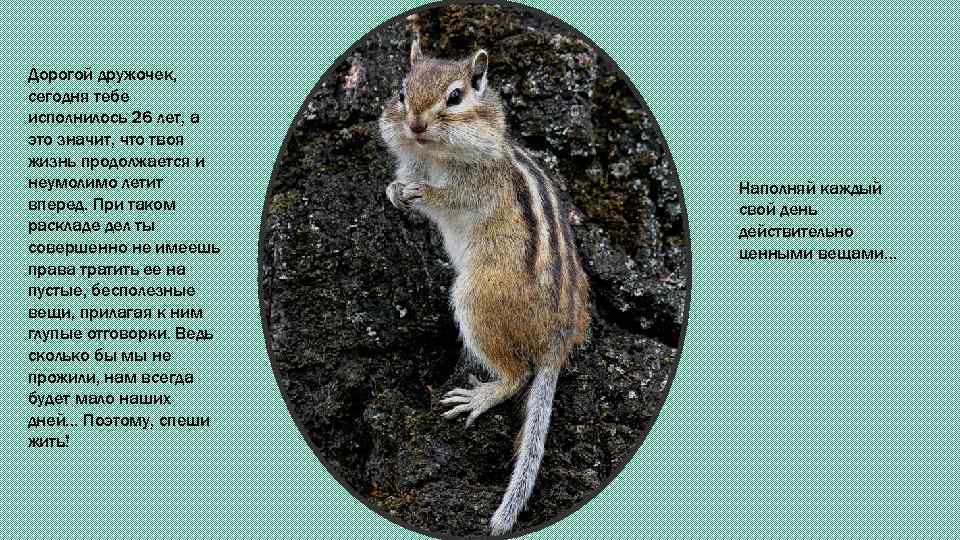Дорогой дружочек, сегодня тебе исполнилось 26 лет, а это значит, что твоя жизнь продолжается