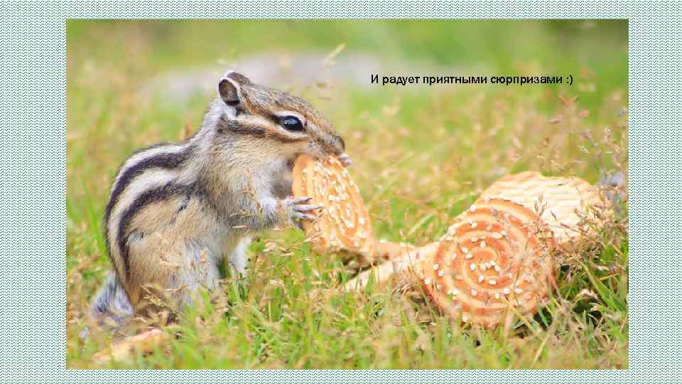 И радует приятными сюрпризами : ) 