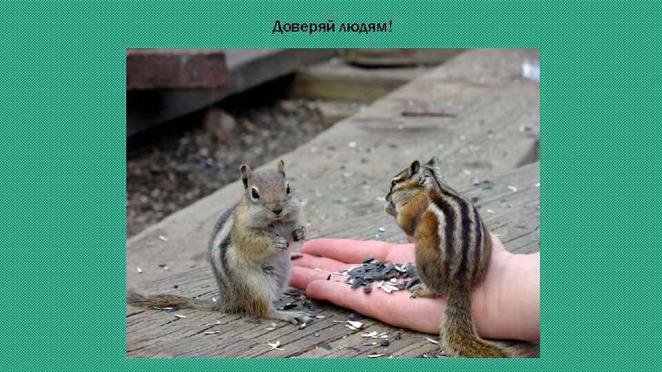 Доверяй людям! 