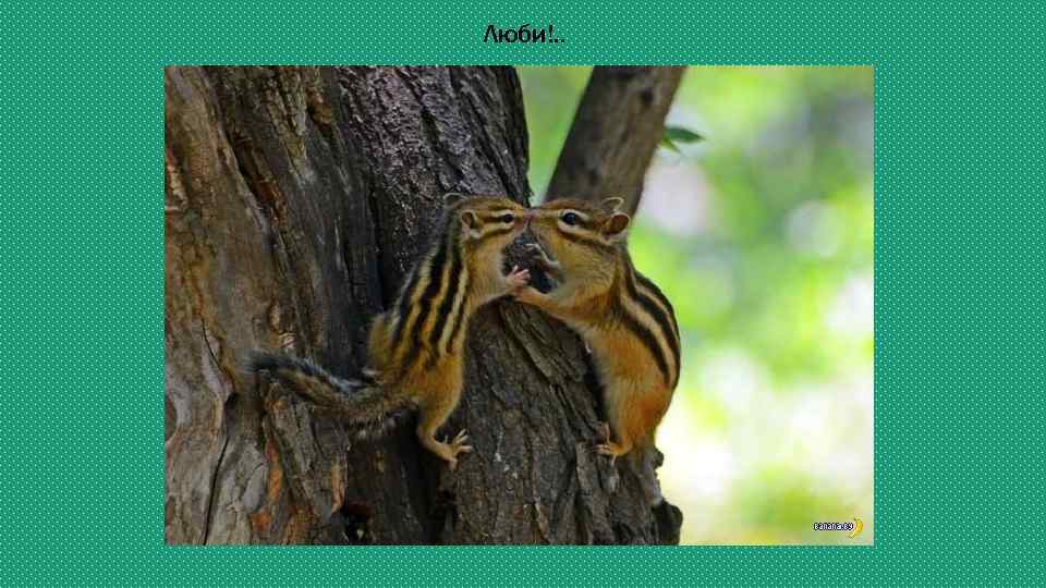 Люби!. . 