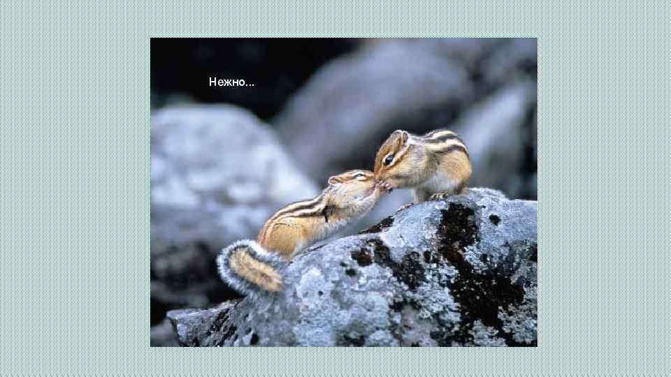 Нежно… 