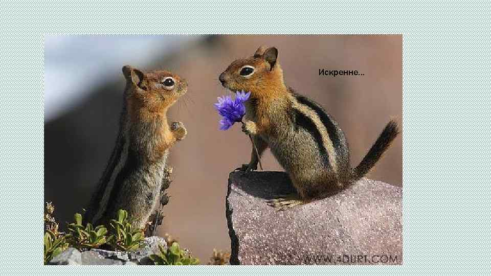 Искренне… 