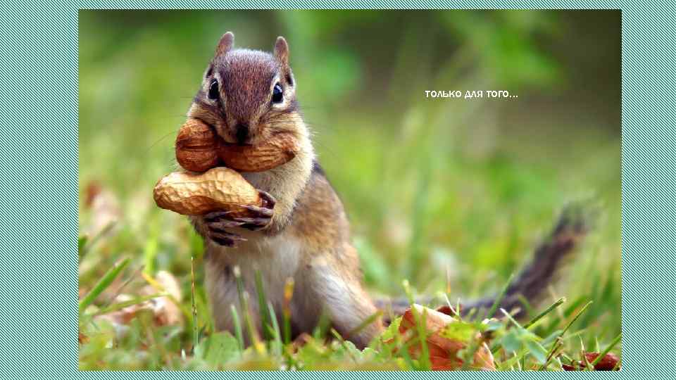 только для того… 