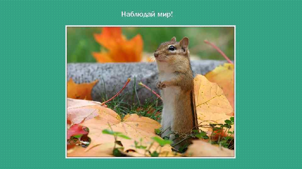 Наблюдай мир! 