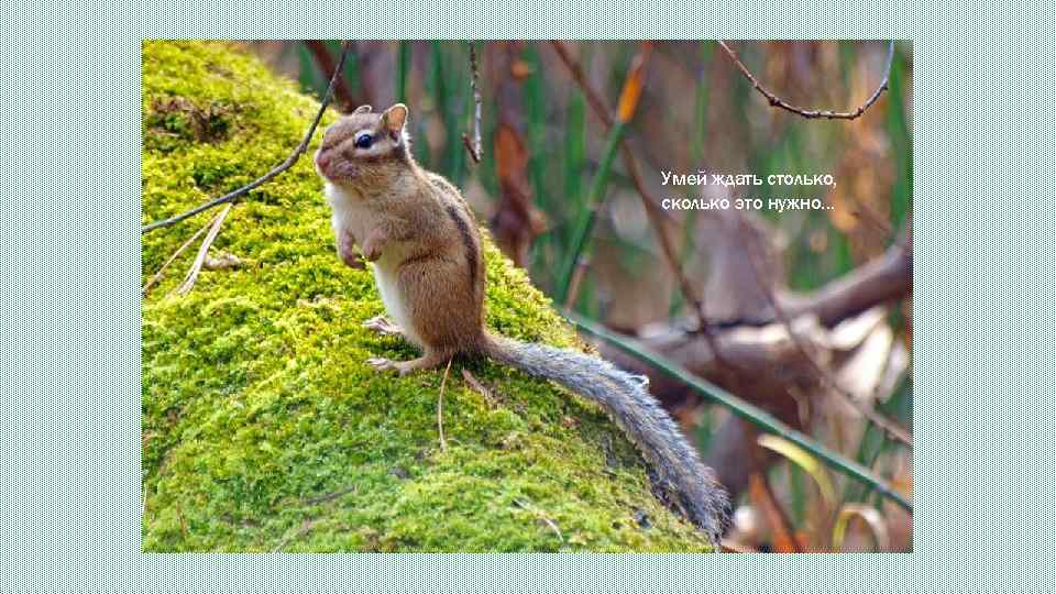 Умей ждать столько, сколько это нужно… 