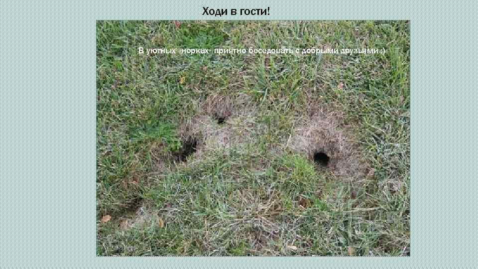 Ходи в гости! В уютных «норках» приятно беседовать с добрыми друзьями : ) 