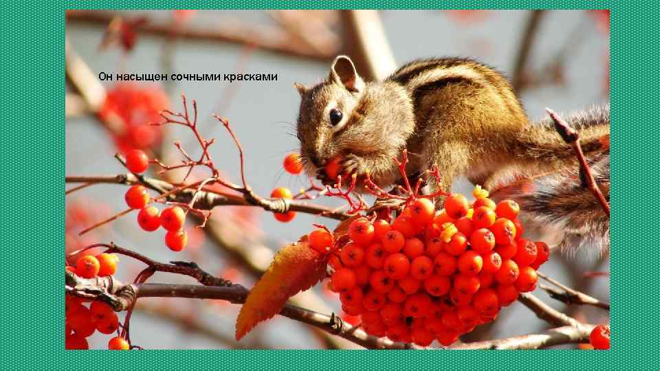 Он насыщен сочными красками 
