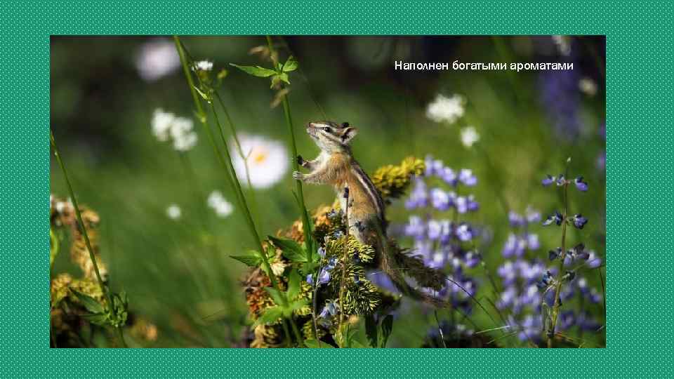 Наполнен богатыми ароматами 