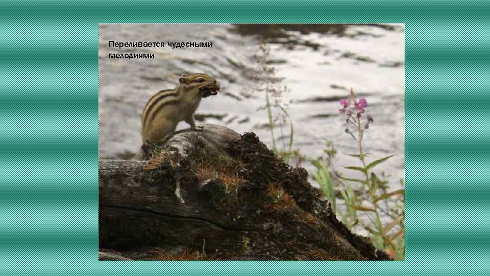 Переливается чудесными мелодиями 