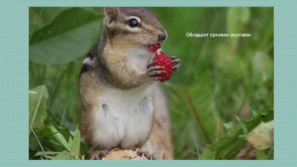 Обладает яркими вкусами 