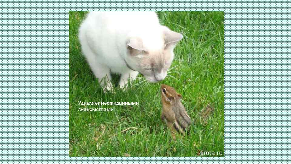 Удивляет неожиданными знакомствами 