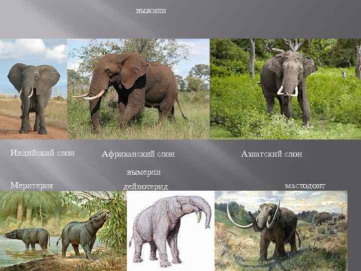 выжили Индийский слон Африканский слон Азиатский слон вымерли Меритерия дейнотерид мастодонт 