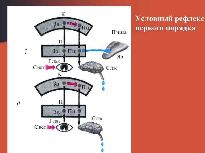 Условный рефлекс первого порядка 